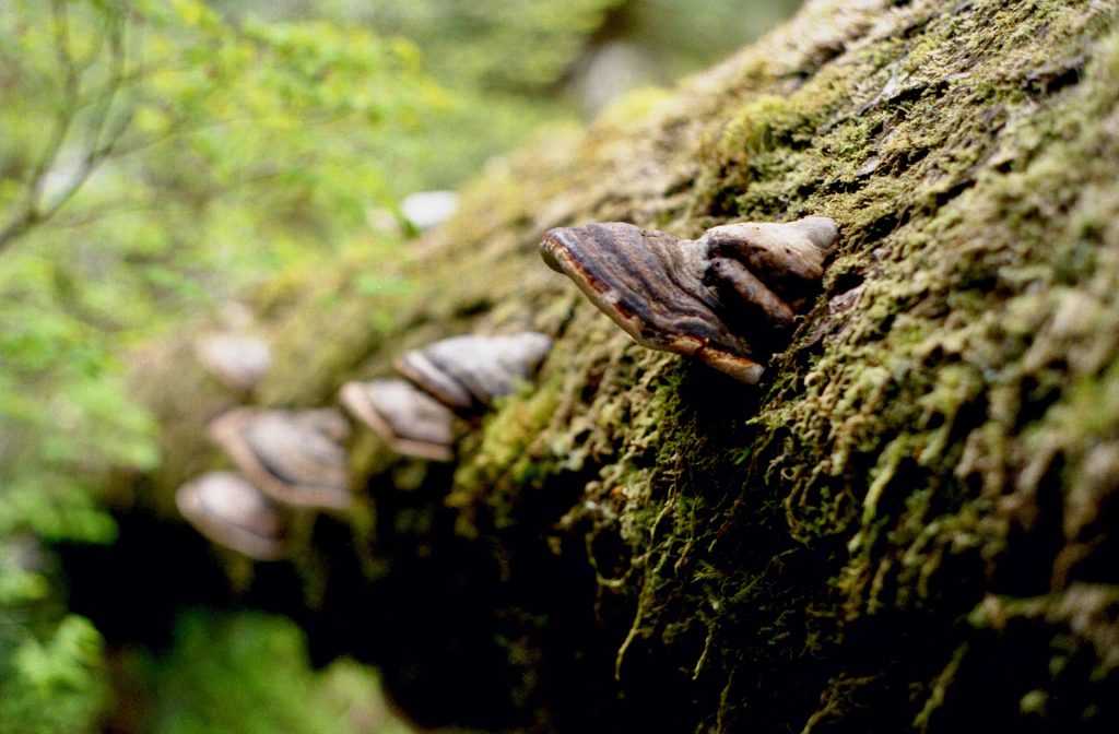 national park: douglas fir trees