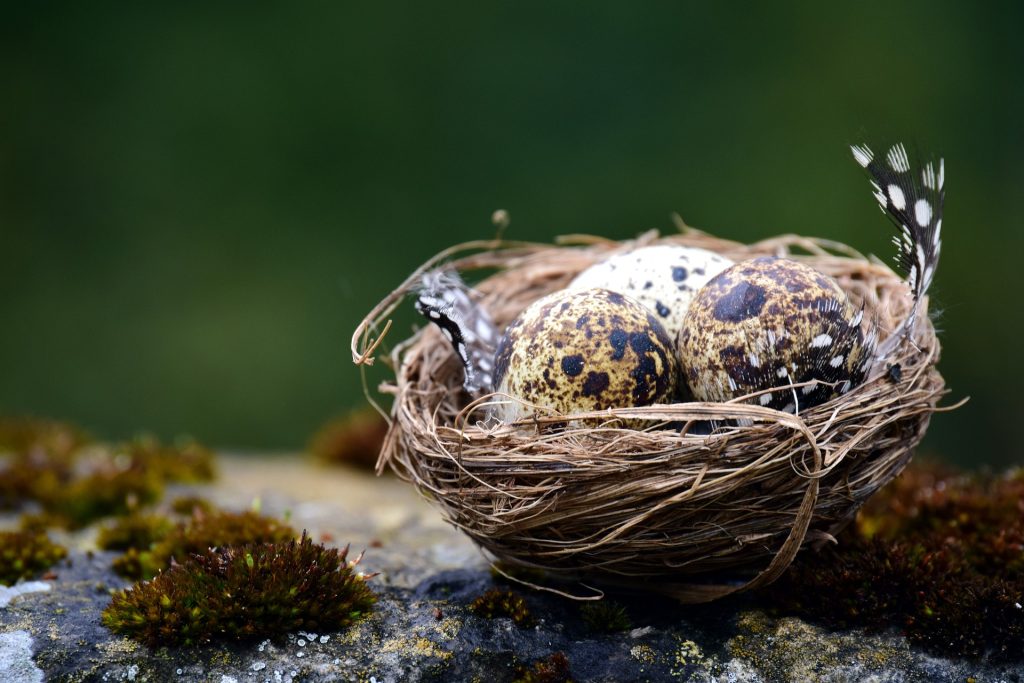 ovarian cyst: egg