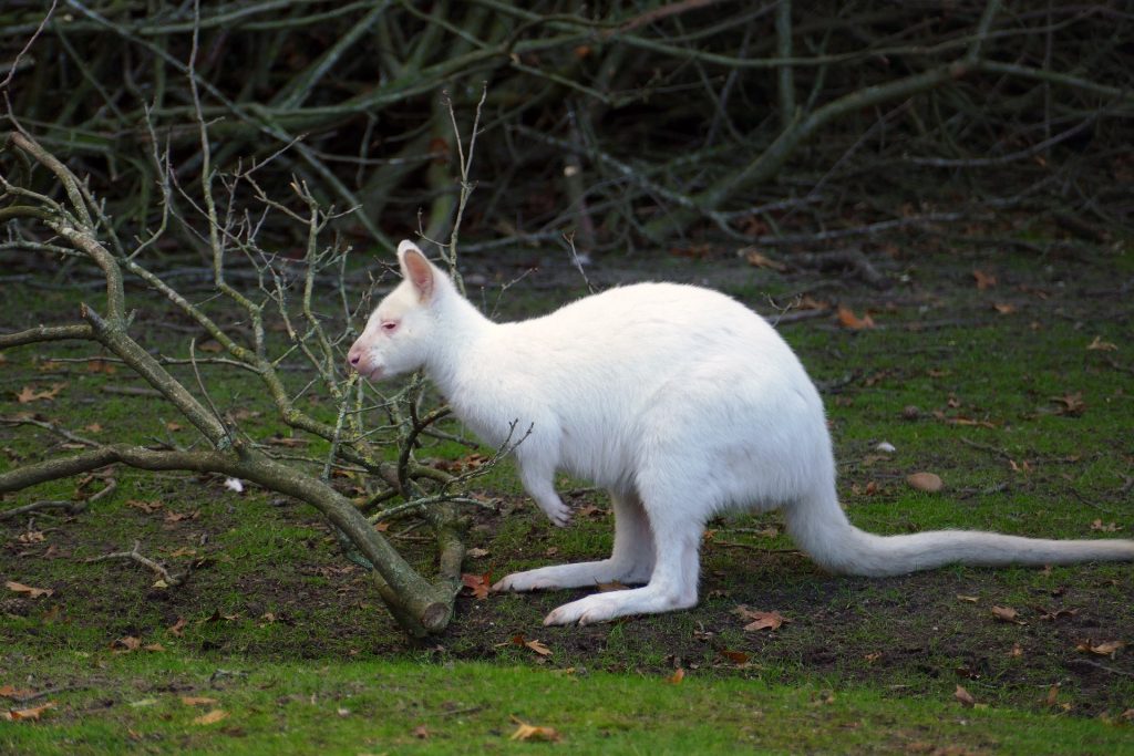 albinos