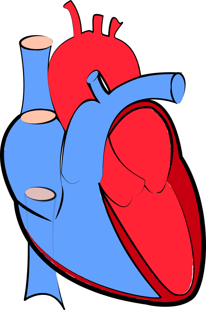 ovarian cyst: blood flow