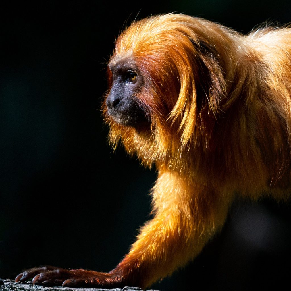 golden lion tamarins