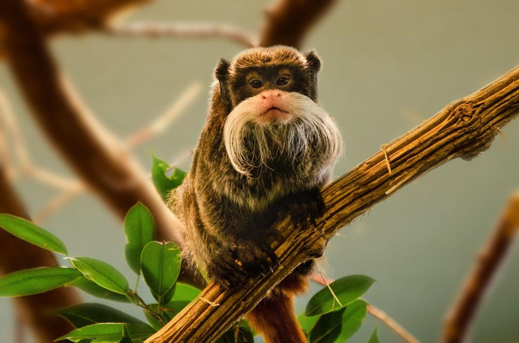 Tamarins callitrichidae