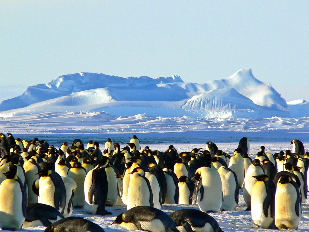 antarctic ice